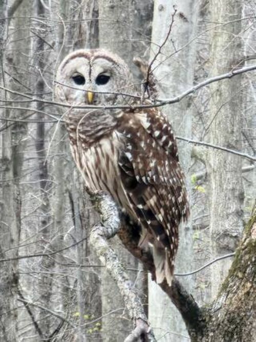 Red Fox Cabin | Photo 50