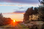 Nearby Ashdown Forest in all its breathtaking splendour