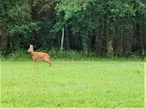 La nature à la Villa Garatenborda