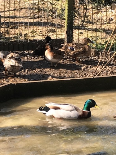 les canards