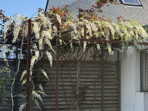 Pergola avec glycine blanche fleurie