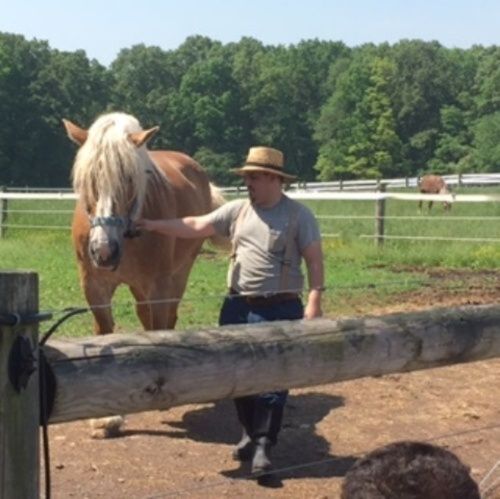 Draft horses at the farm