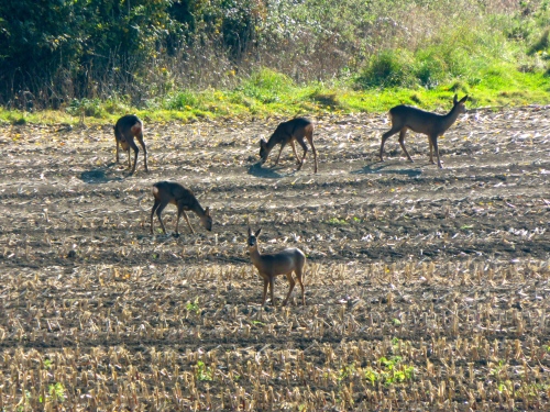 Deer in field opposite