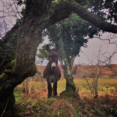 Zander our Donkey