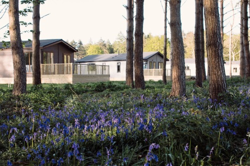 Lodges in bluebells