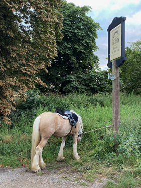 horse by the pub sign