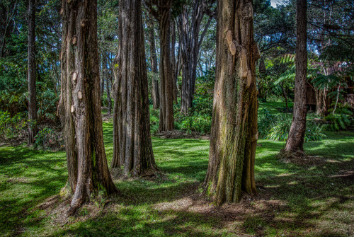 Back yard Portuguese cypress trees