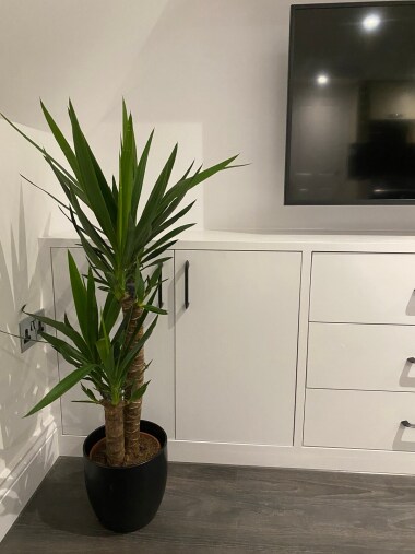 Aquila Studio Flat: Plant