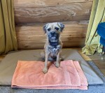 Dogs welcome with bed, towel, bowl and treats provided