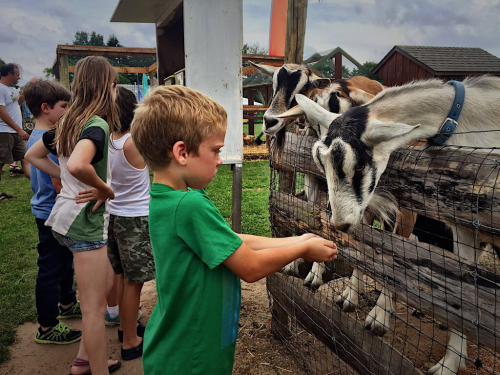 Feeding the goats a farm fun activity 3 miles away!  Climbing equipment for the kids too! 