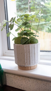 Plants