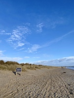 Beach walk with your pet friend 