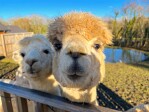 Meet our animals