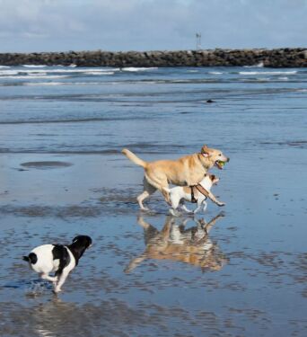The Best Pet Friendly Accommodations in OB!