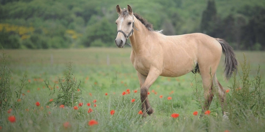 Venez en vacances avec votre cheval - prochainement disponible