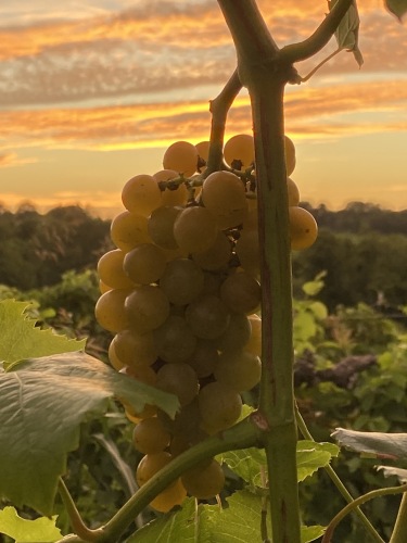 Peachbarn Winery's Traminette wine grapes