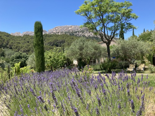 Garden/ Jardin