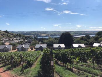 View from the vines