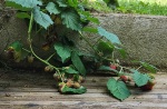 Détail du jardin : le framboisier !