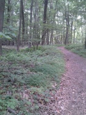 Woods walk