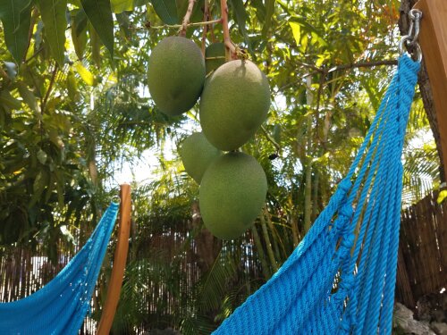 Red Mangos Before They are Ready from our Giant Mango Tree