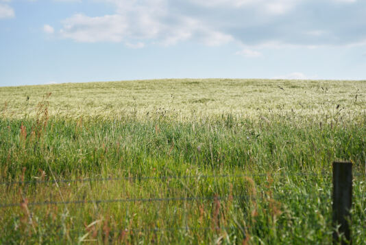 Countryside 3