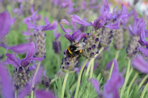 lavender in the garden being visited by a bee