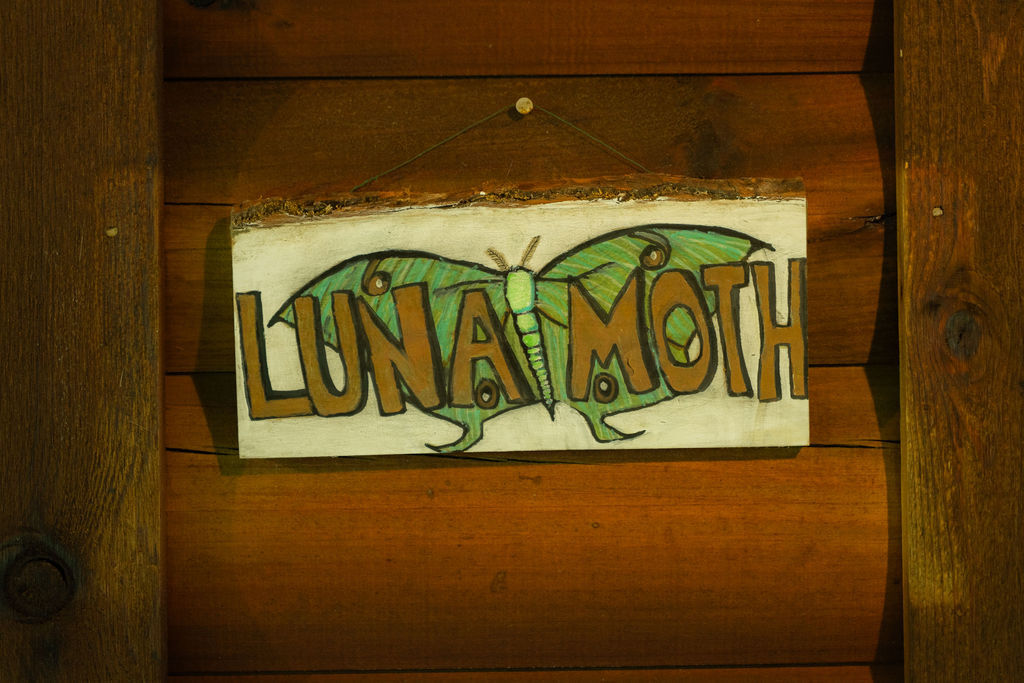 Luna Moth | Photo 79