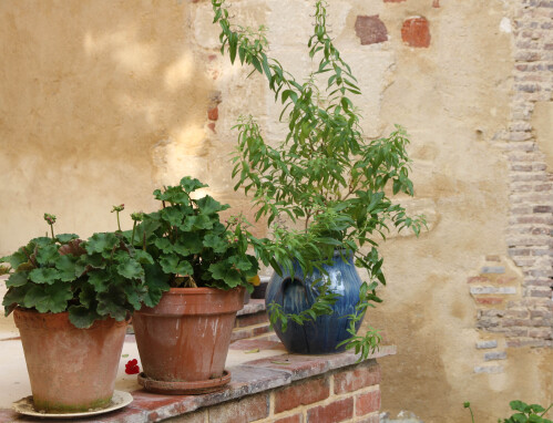Verveine en pot