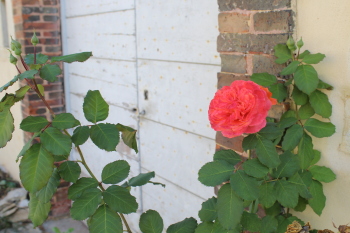 Plusieurs variétés de roses agrémentent la propriété.