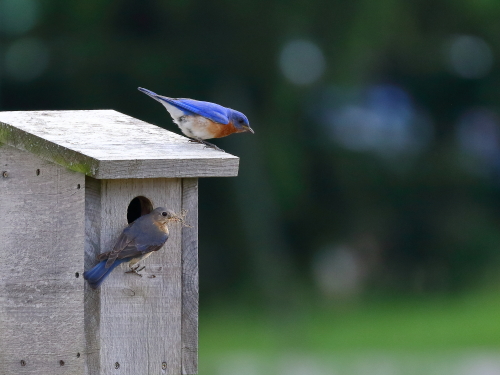We have had Eastern Bluebirds nest here 