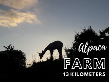 Kleine Alpaka Farm nördlich von Jena