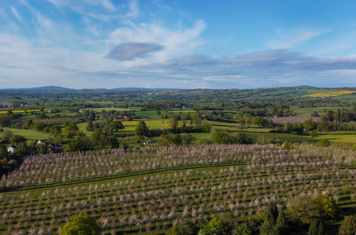 Aerial view of main cider orchard in blossom