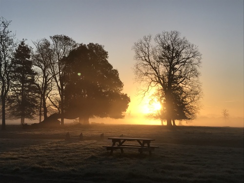 Morning Sun - Henham Park