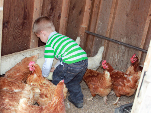 Feed our chickens