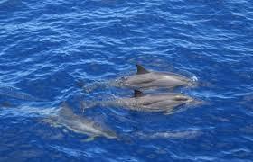 Sorties dauphins