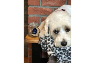 Ok you can have a treat