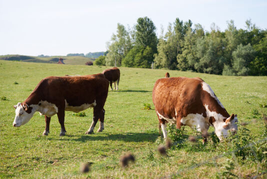 Countryside 4