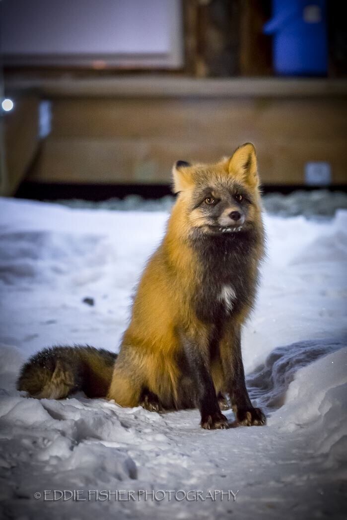 Talkeetna Villas And Tours, Talkeetna Rooms