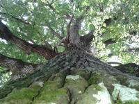 From your window a beautiful oak tree, at least 300 years old. Squirrels' den.