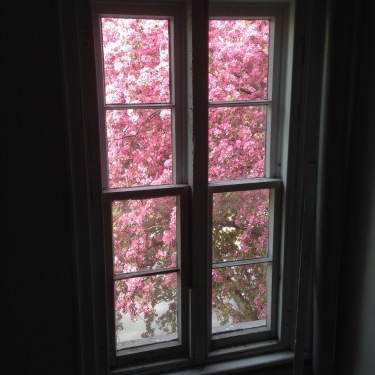 Crabapple tree in bloom.