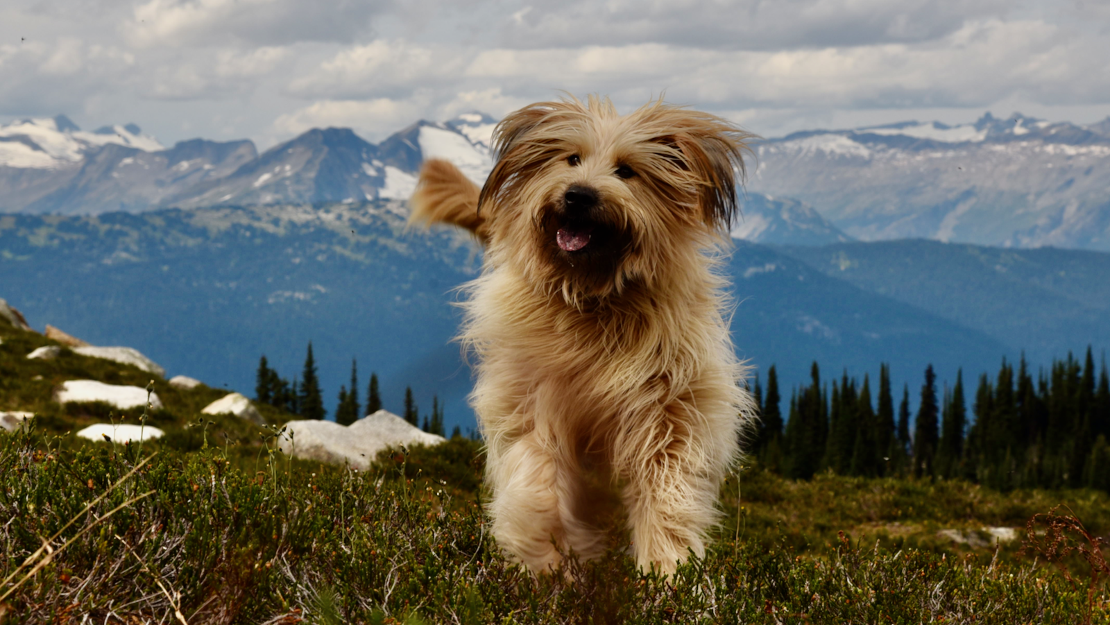 Dog-friendly mountain stays at Squamish Cabins