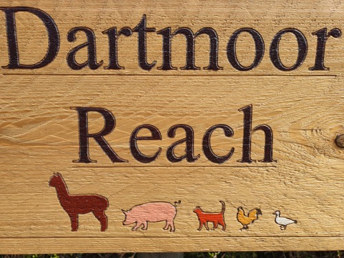 Welcome to Dartmoor Reach Alpaca Farm