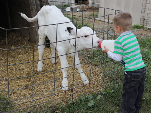 Bottle feed our newborn calves!