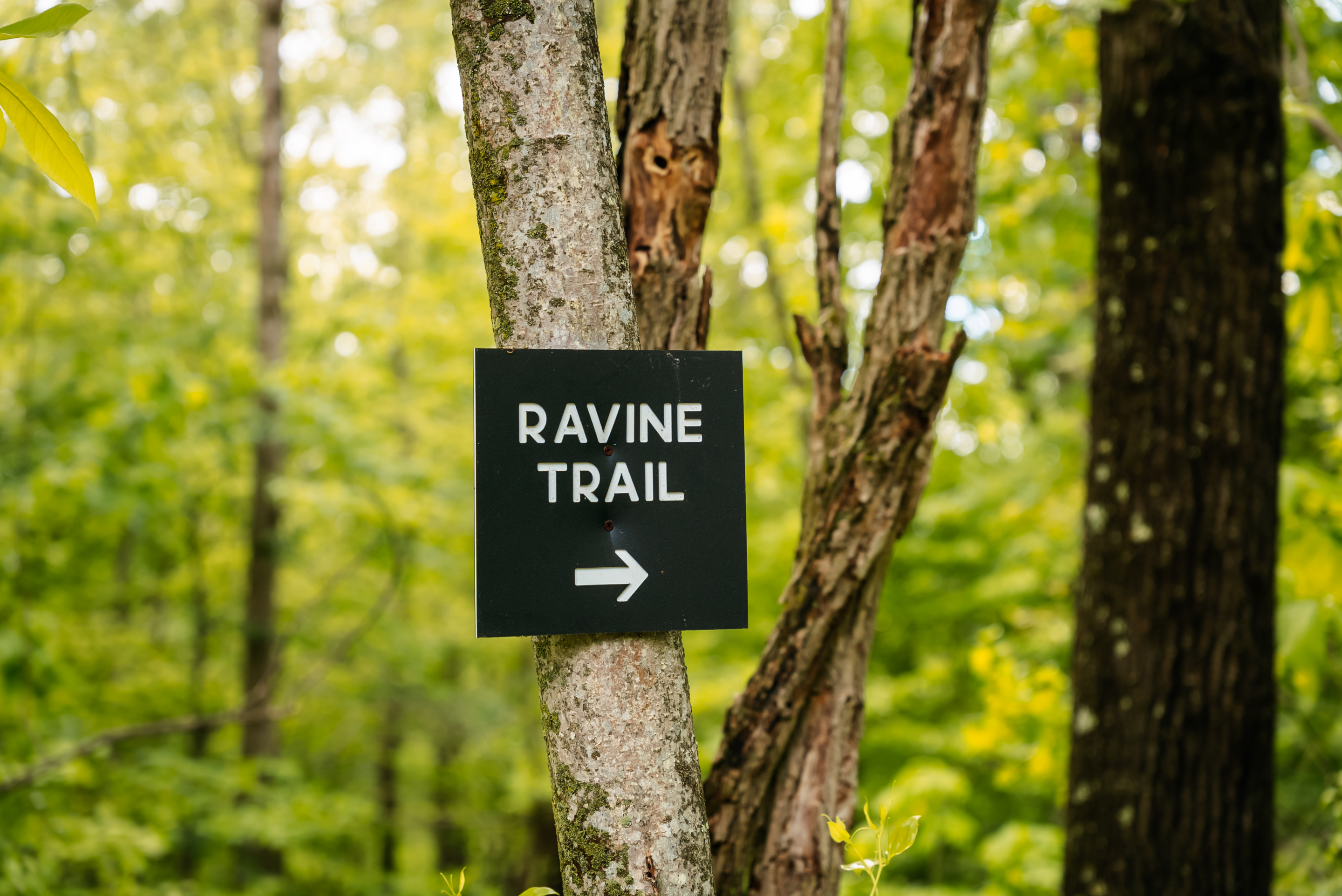 Seven Pines | Photo 42