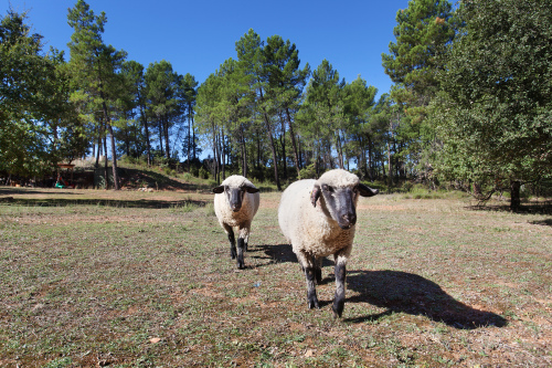 Martin et Arthur, nos deux moutons anglais
