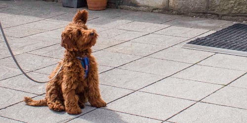 Dog friendly 