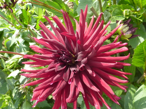 Dahlia in the Garden