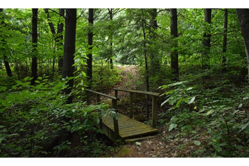Hike through our 58 acre Frontier Forest
