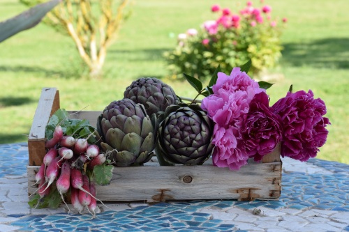 Fleurs et légumes du potager